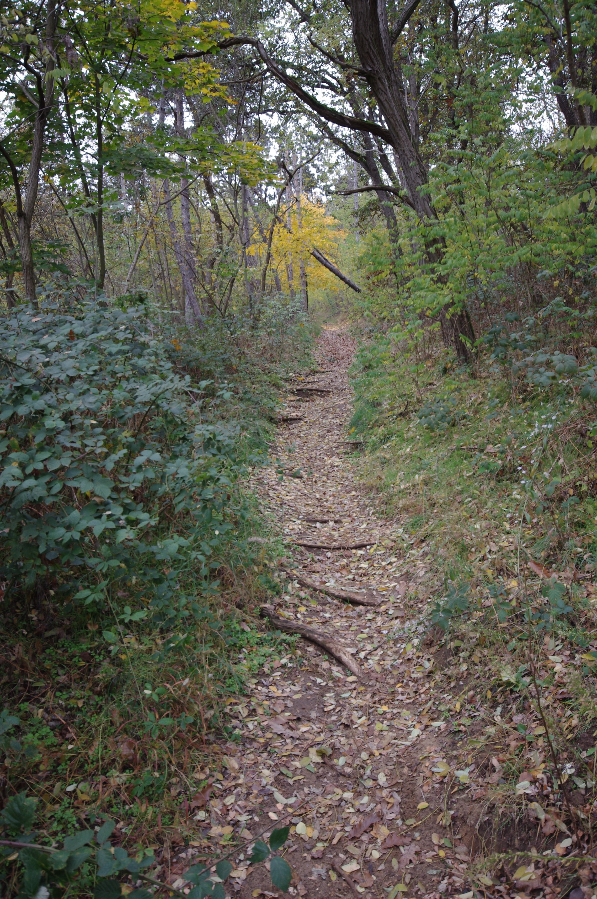 IMGP9344.JPG